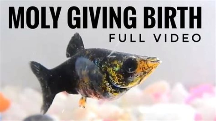 Do mollusks give live birth?