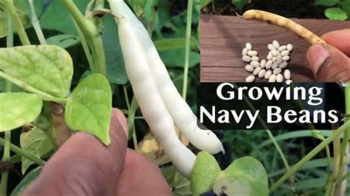 Do navy beans have another name?