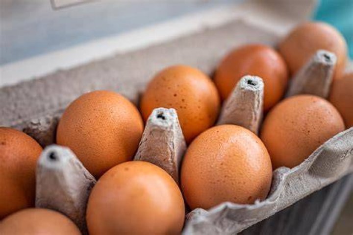 Do pasture raised eggs have salmonella?