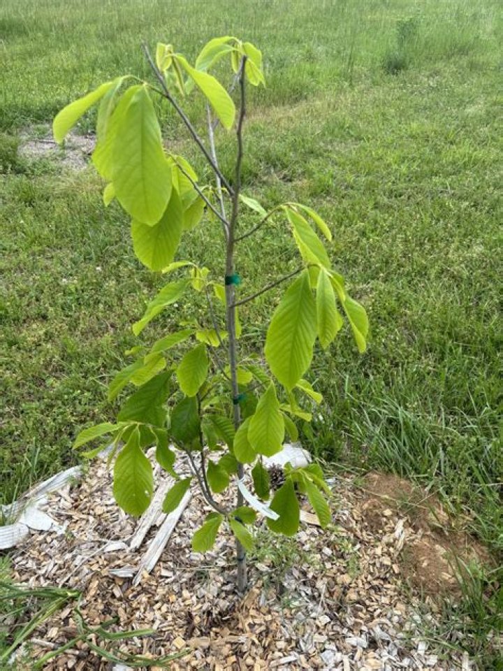 Do pawpaw trees grow in Arkansas?