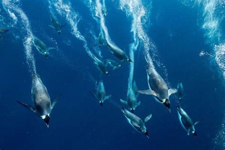 Do penguins fly or swim underwater?