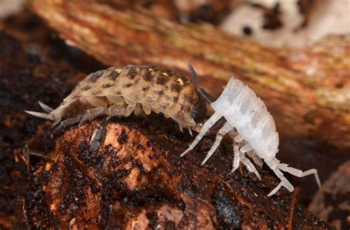Do pill bugs eat ants?