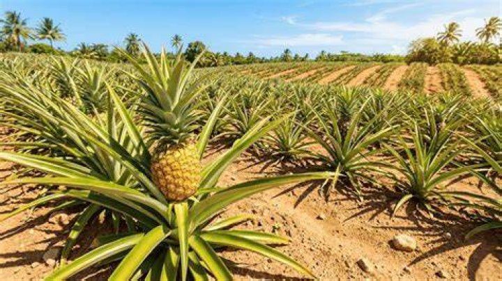 Do pineapples grow in Madeira?