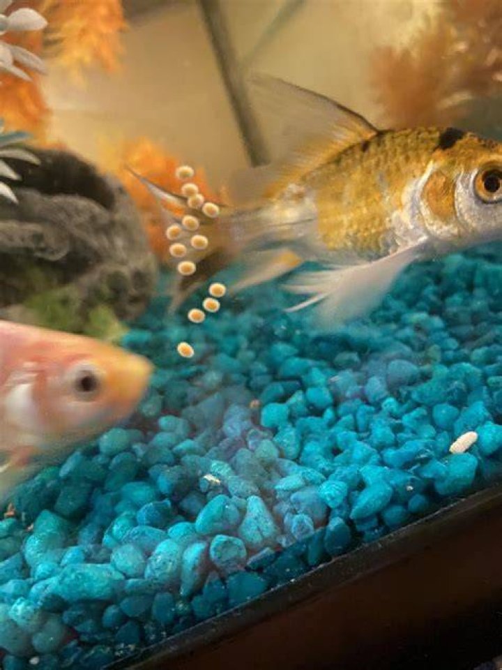 Do pond goldfish lay eggs?