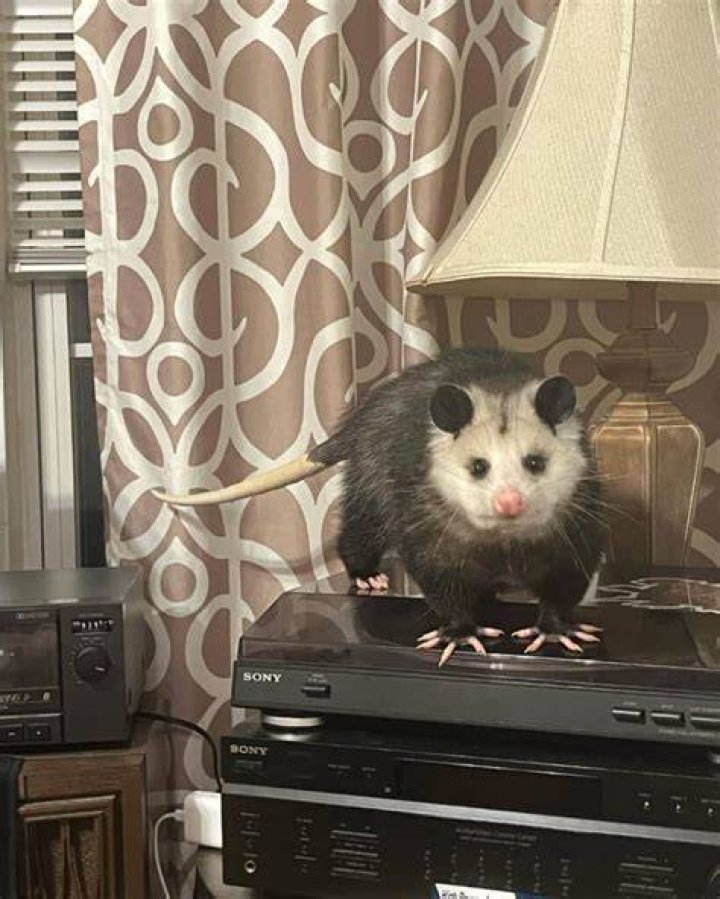 Do possums make a clicking sound?