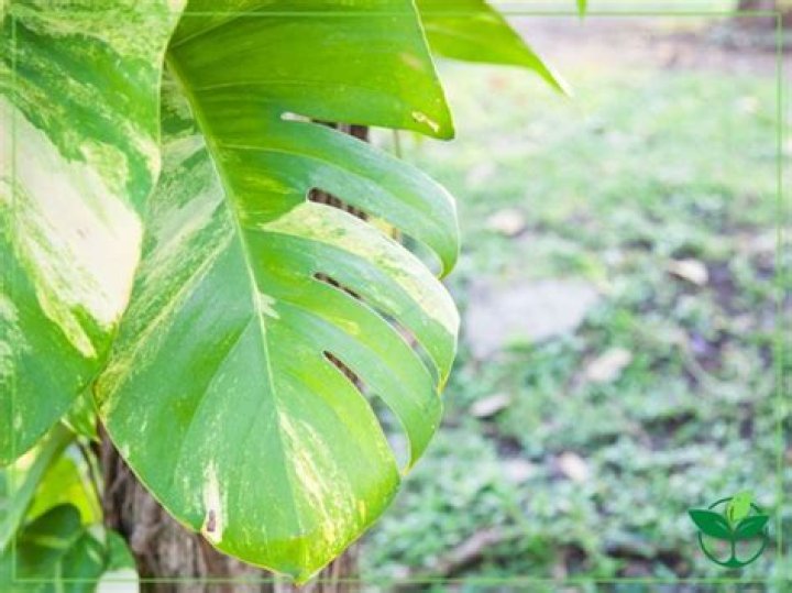 Do pothos leaves split?