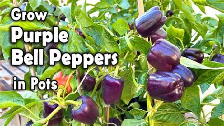Do purple bell peppers turn green?