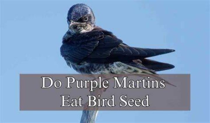 Do purple martins eat bird seed?