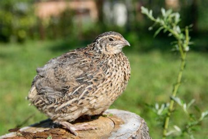 Do quail eat grass?