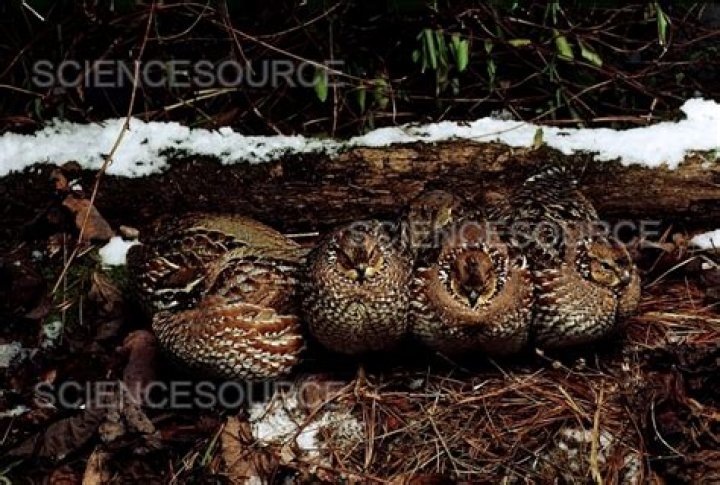 Do quails sleep at night?