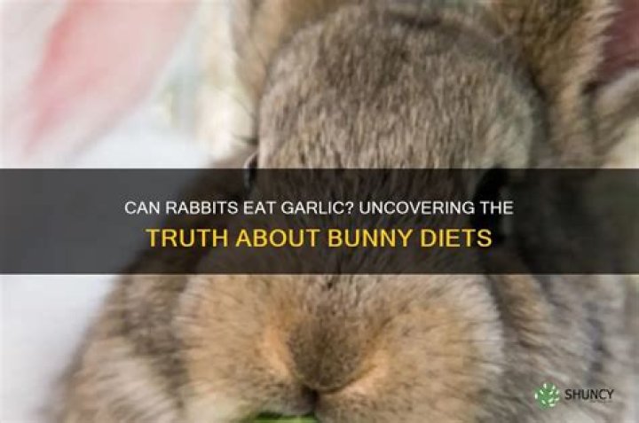 Do rabbits like garlic?
