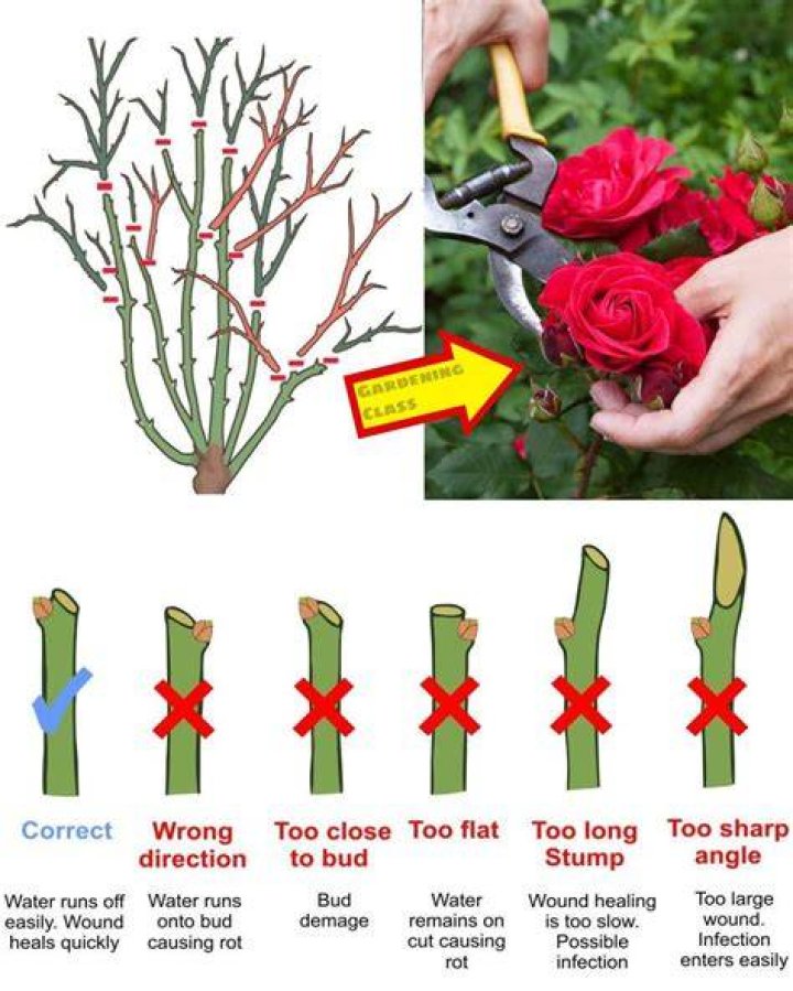Do rambling roses need support?