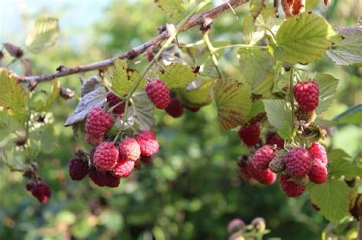 Do raspberry canes die after fruiting?