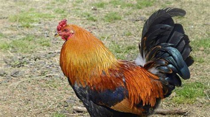 Do roosters like to perch?