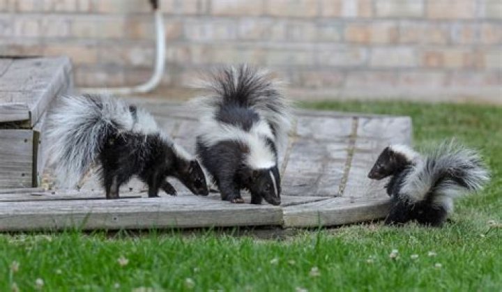 Do skunks kill ducks?