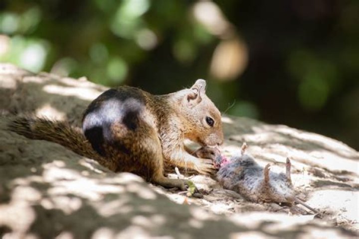 Do squirrels eat pyracantha?
