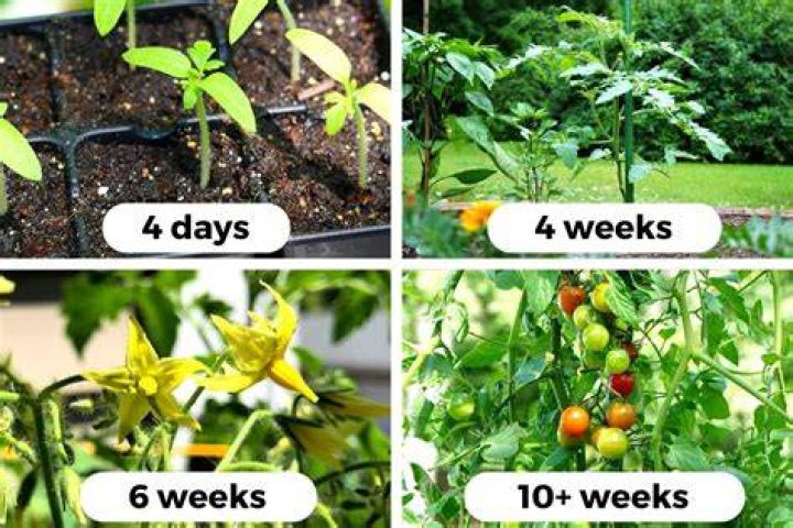 Do tomato plants produce oxygen?