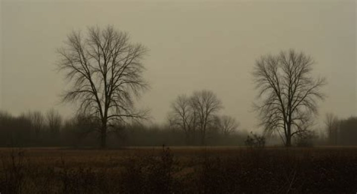 Do trees in Botw grow back?