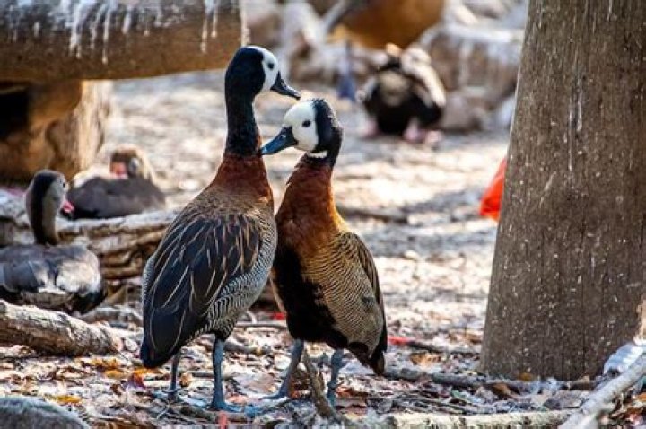 Do whistling ducks mate for life?