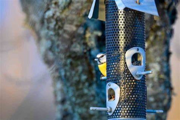 Do wild birds eat chia seeds?