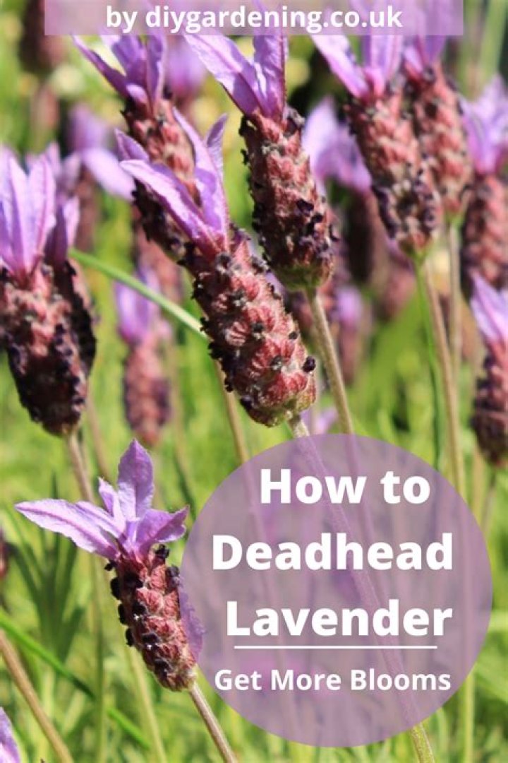 Do you deadhead Malva?