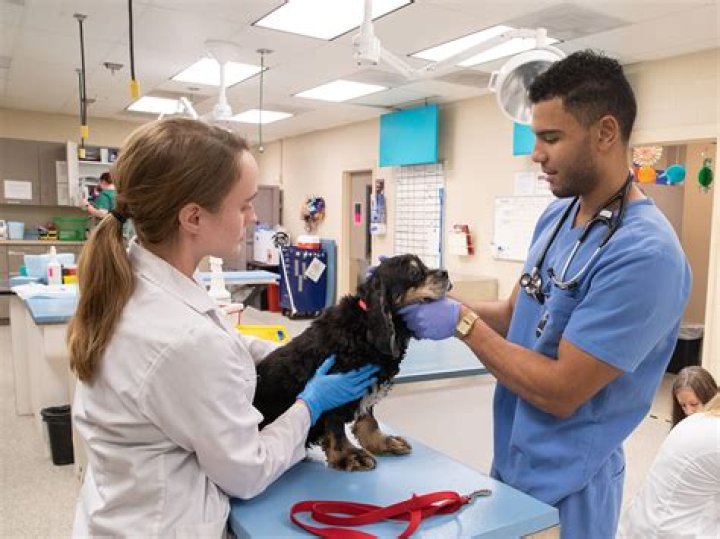 Do you need a degree to be a veterinarian assistant?