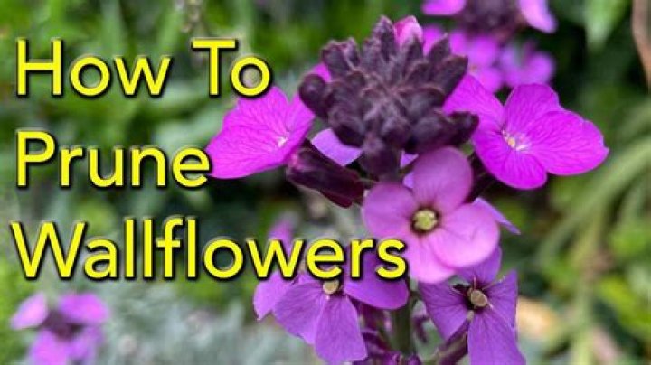Do you prune perennial wallflowers?