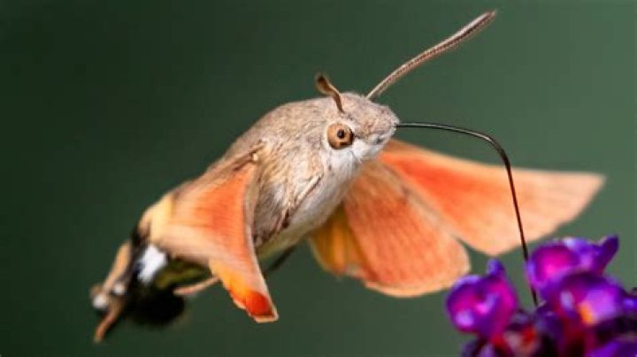 Does a hummingbird bee sting?