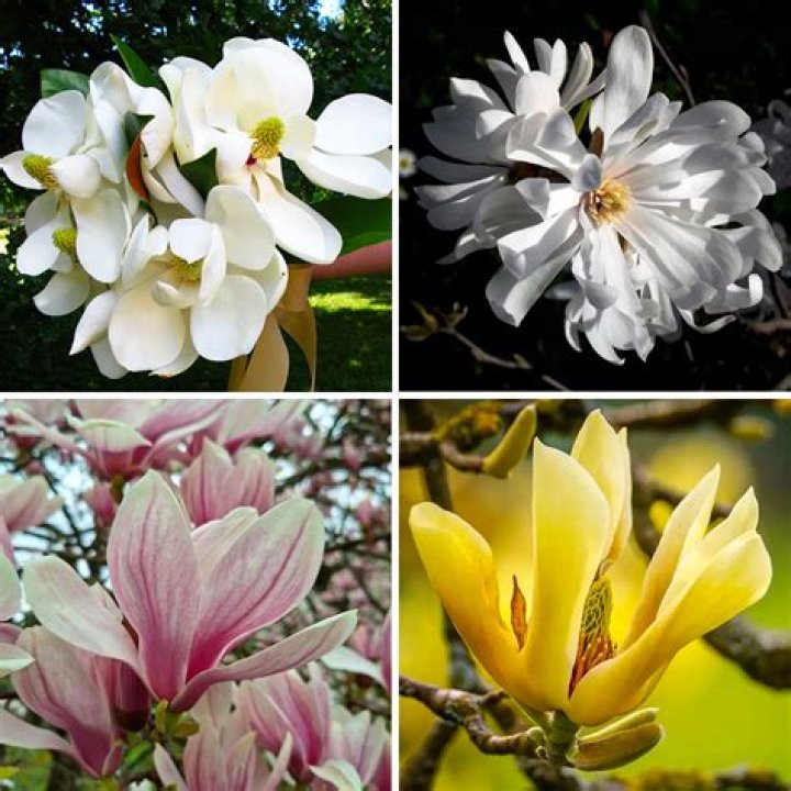 Does a magnolia flower twice?