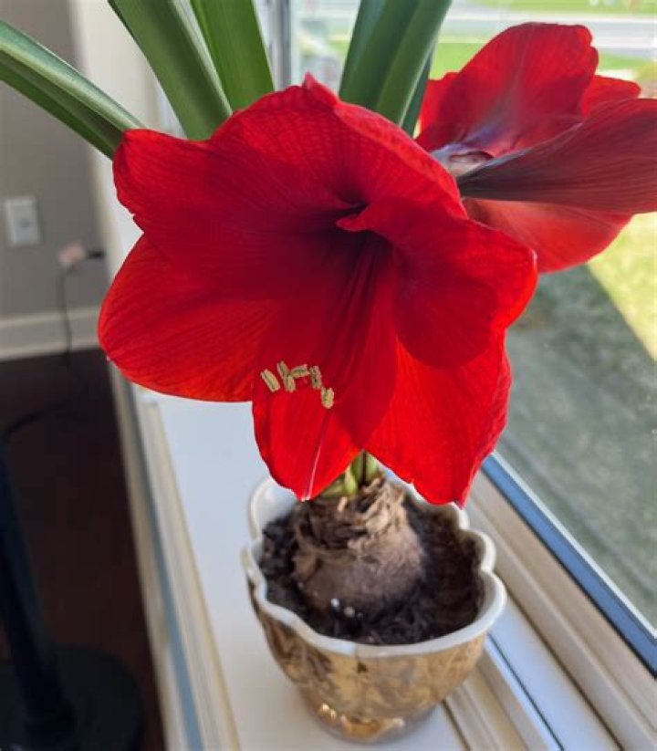 Does Amaryllis have a scent?