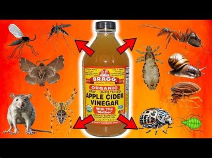 Does apple cider vinegar kill maggots?