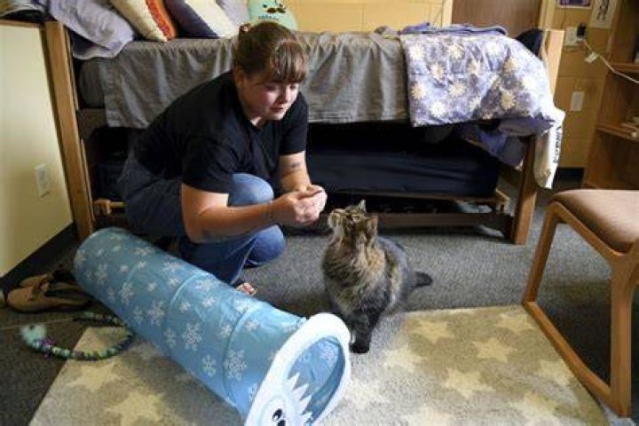 Does Auburn allow pets in dorms?