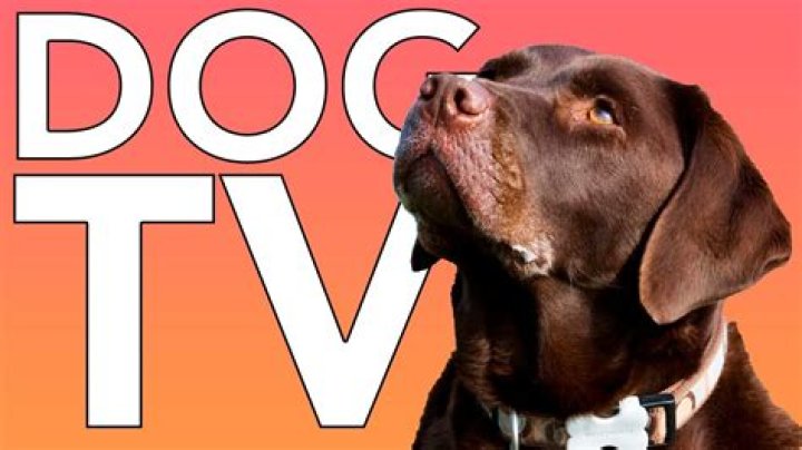 Does Dish Network have a channel for dogs?