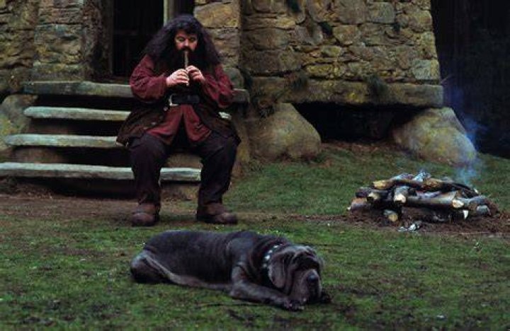 does fang die in harry potter?