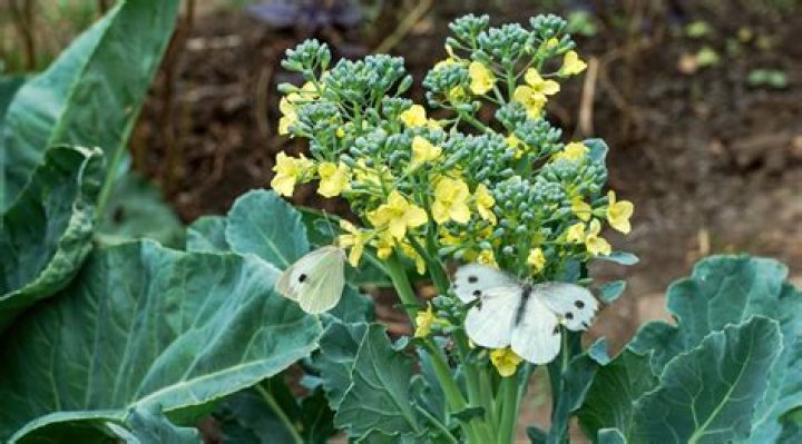 Does flowering cabbage come back every year?