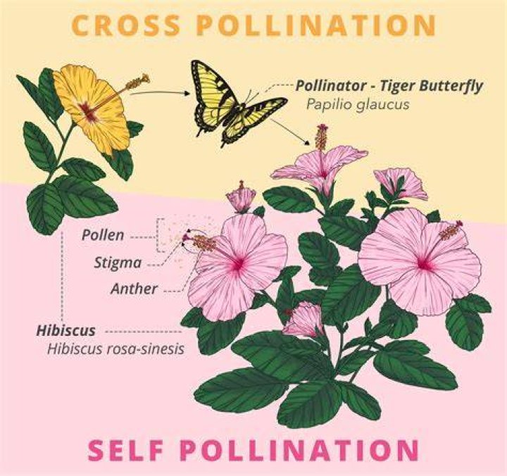 Does hibiscus attract butterflies?