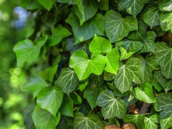 Does ivy grow well in shade?