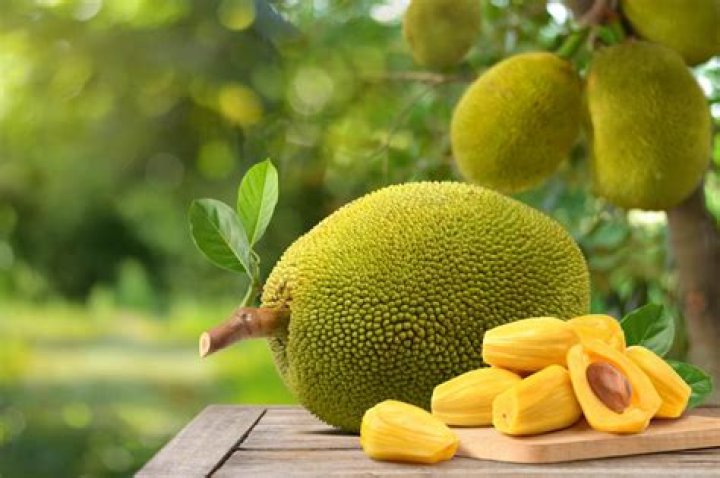 Does Jackfruit grow in Texas?