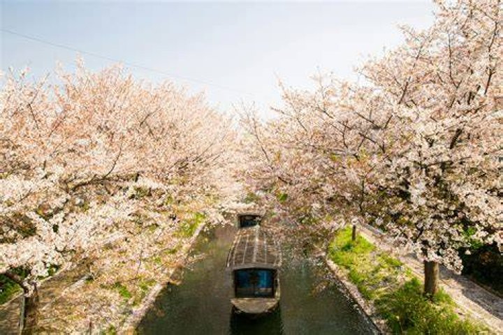 Does Japanese cherry tree bear fruit?