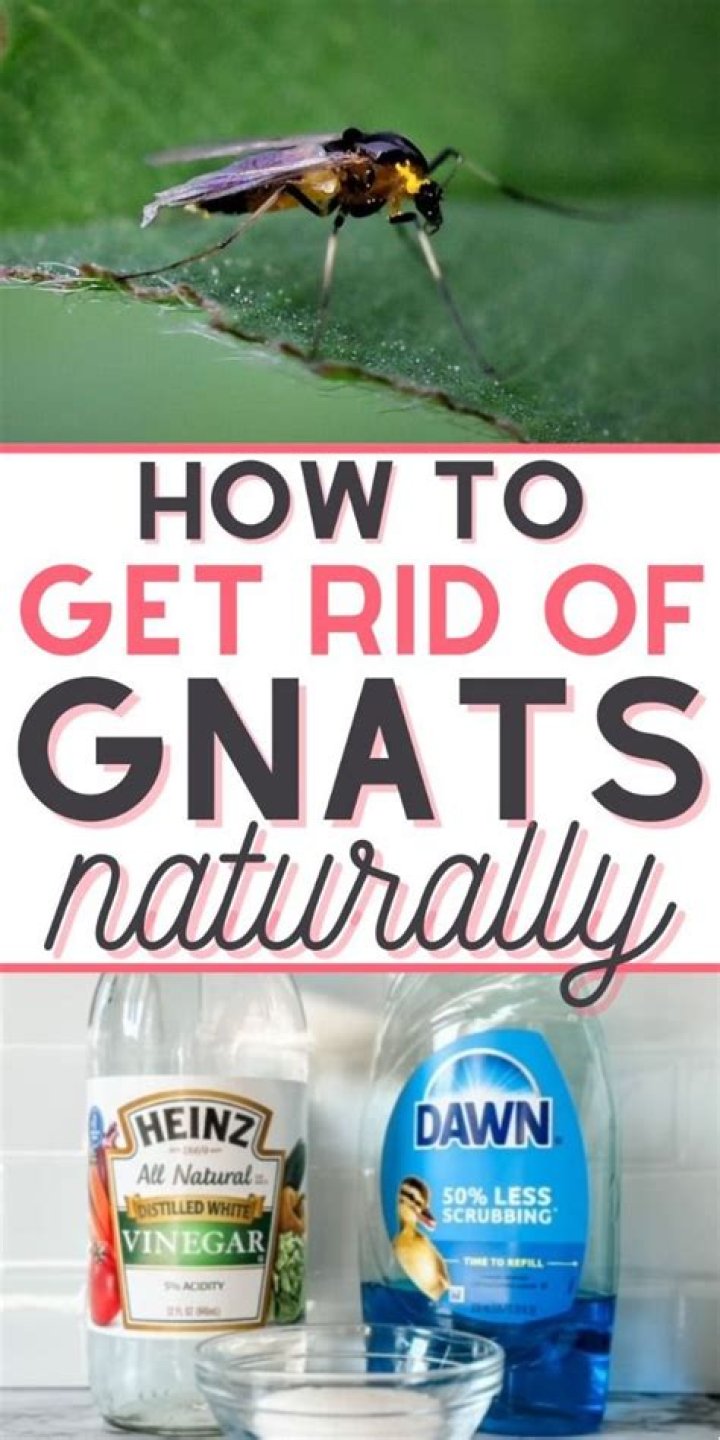 Does lavender oil get rid of gnats?
