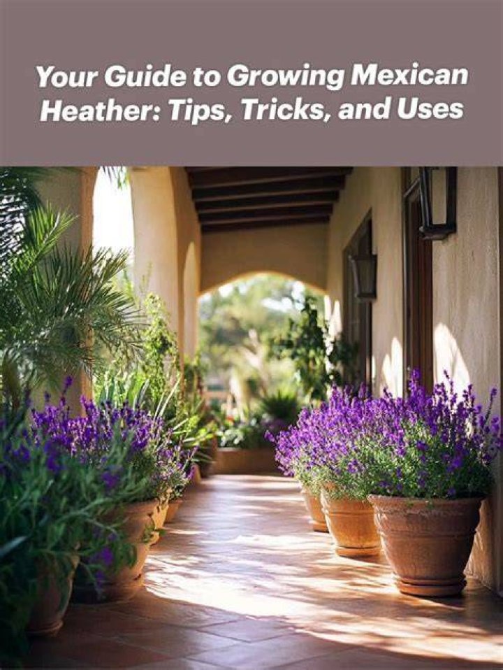 Does Mexican heather like sun?