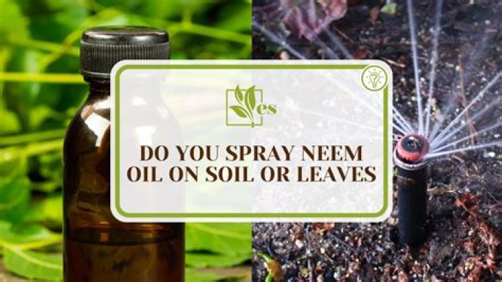 Does neem oil wash off with rain?