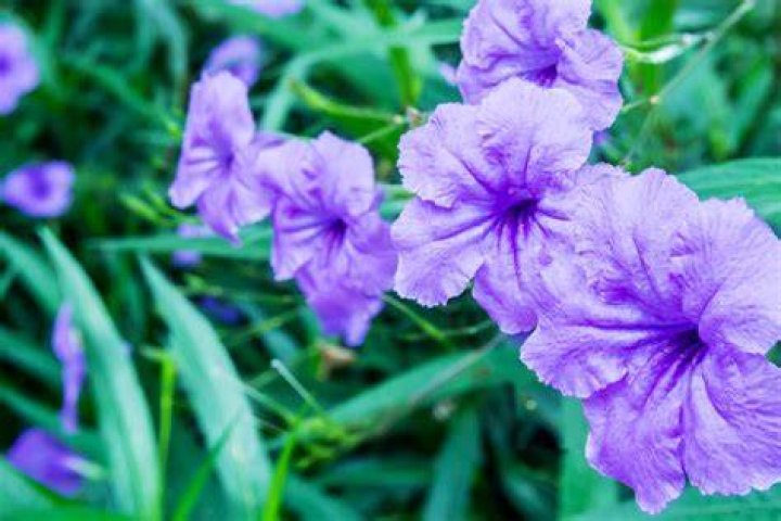 Does Roundup kill Mexican petunias?