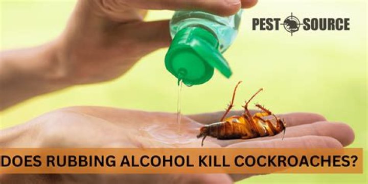 Does rubbing alcohol kill fleas eggs?