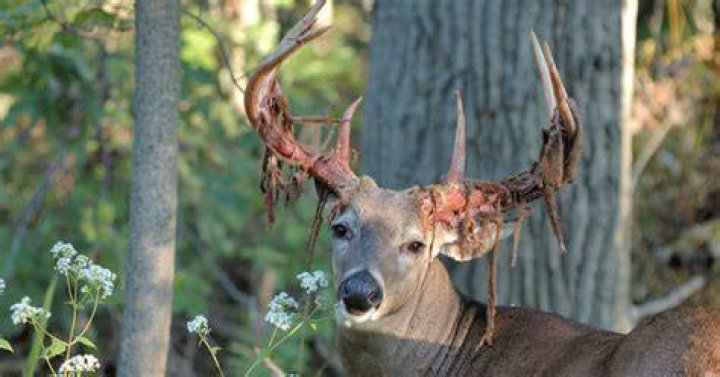 Does shedding velvet hurt deer?