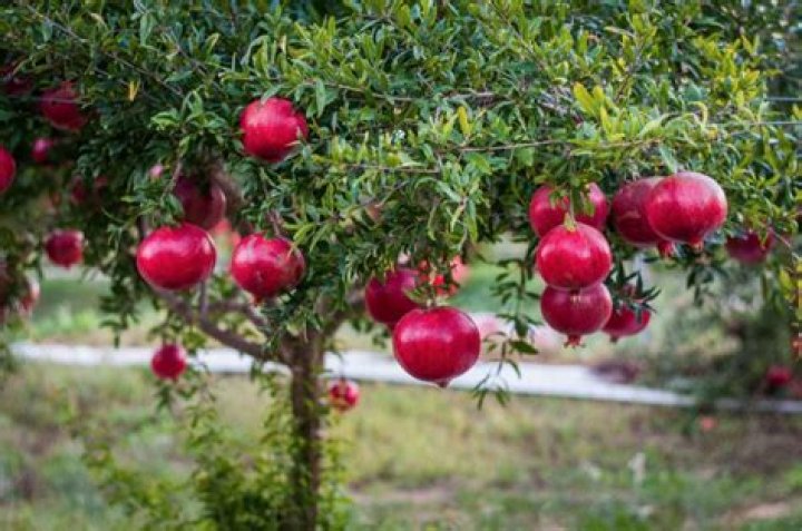 Does the pomegranate tree have thorns?