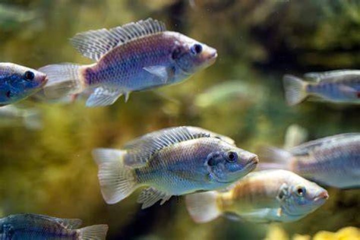 Does tilapia have a lot of bones
