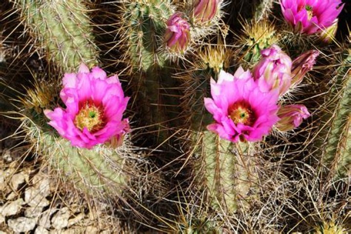 How are desert gem cacti colored?