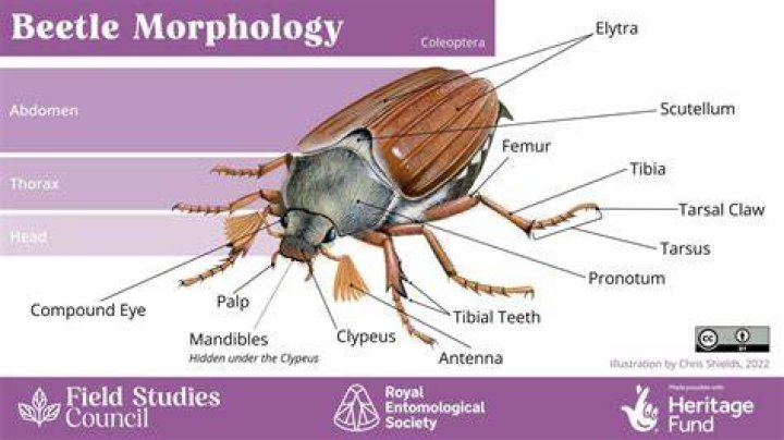 How big do Bess beetles get?