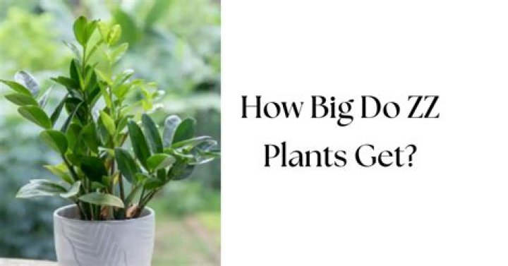 How big do ZZ plants get?